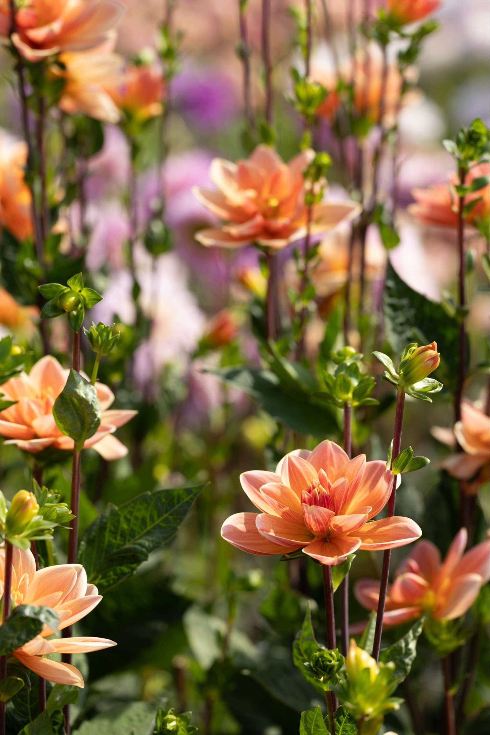 Dahlia 'Mister Frans'